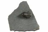 Pelagic Trilobite (Cyclopyge) Fossil - Huge Eyes #344599-3